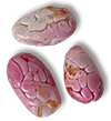 choroni seed