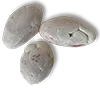 choroni seed